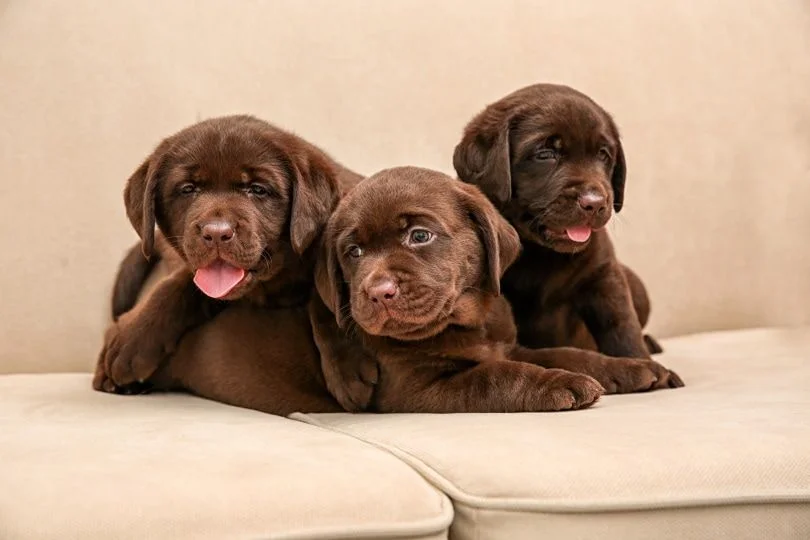 Labrador puppies 2 bij Engel Pups